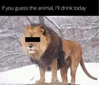 May be an image of big cat and text that says "If you guess the animal, I'll drink today nade with mematic"